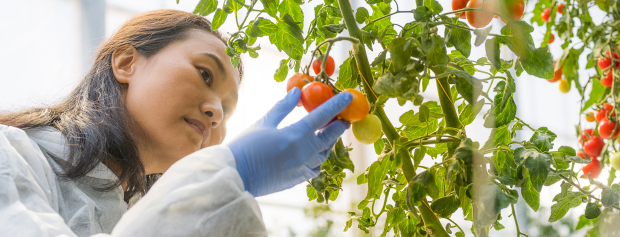 Studerende tjekker tomaterne