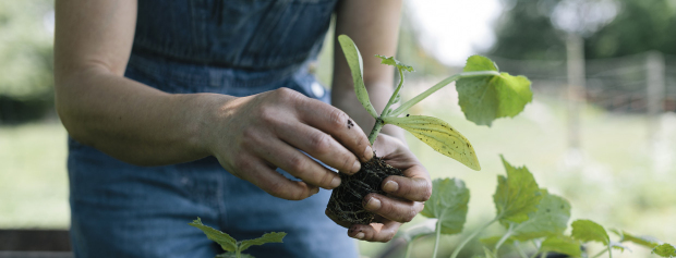 Gartner der planter ud