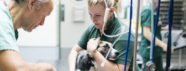 Veterinærsygeplejerske (job) | UddannelsesGuiden